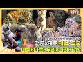 🌞2022년 호랑이해 맞이 모음! 건곤×태호네 호랑이 가족🐯 I TV동물농장 (Animal Farm) | SBS Story