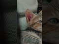 cute cat #cats #kitten #shorts