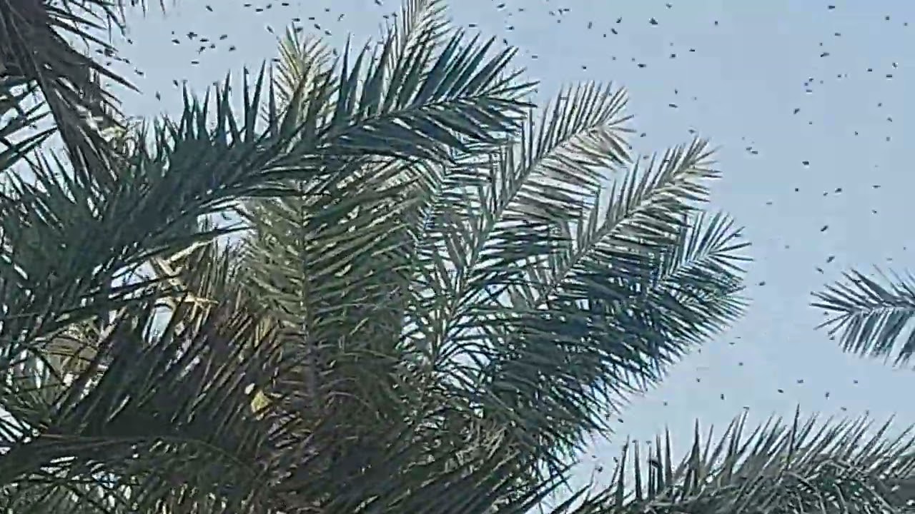 غضب النحل فديوا فكاهي