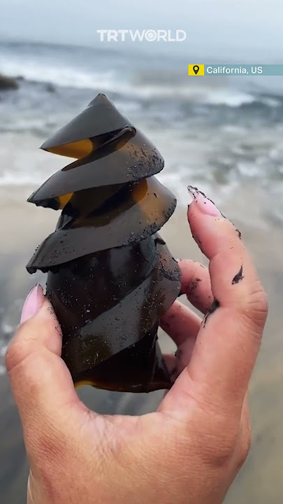 Horn shark egg spotted in California with a tiny, moving embryo inside