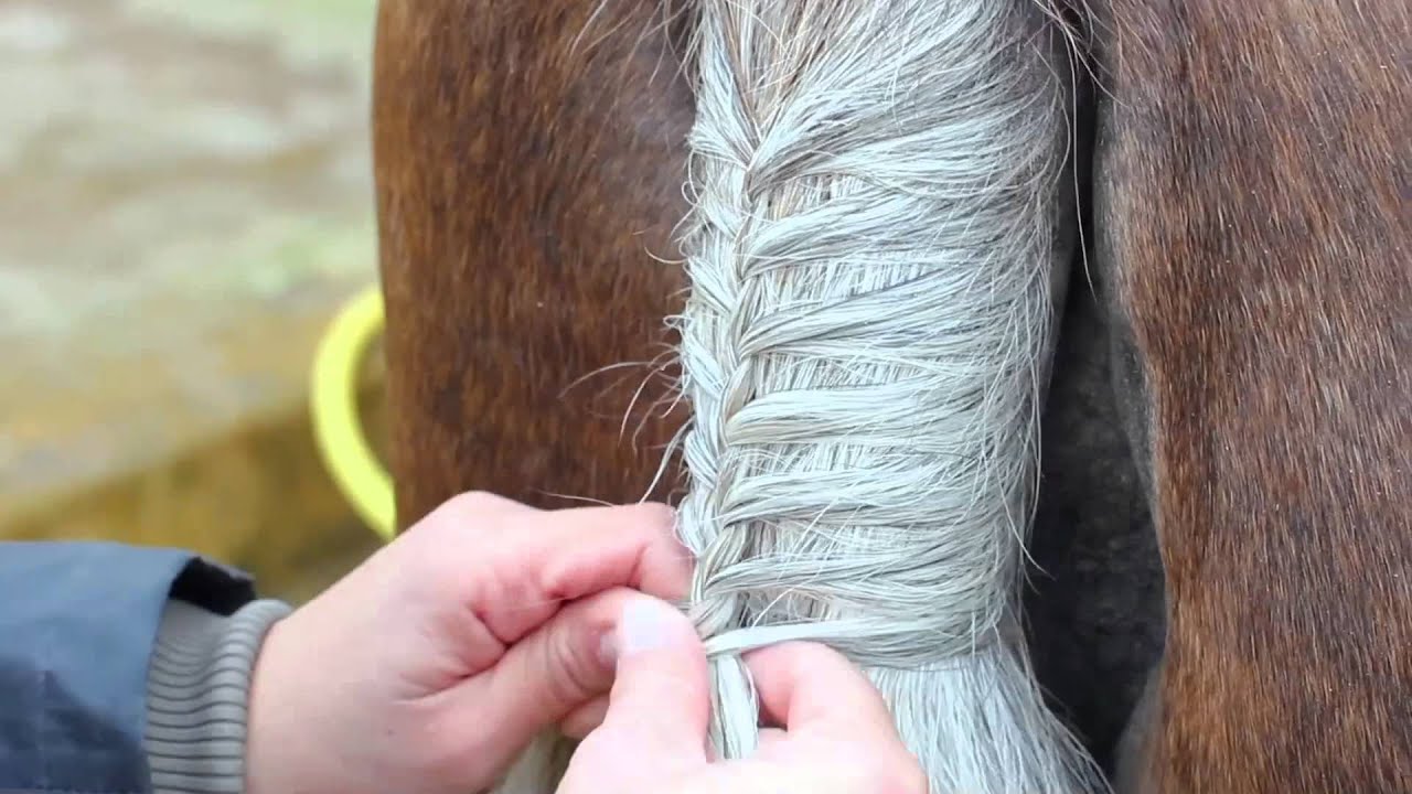 EL CABALLO COMO PEINAR A NUESTRO CABALLO