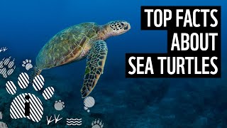 Top facts about sea turtles | WWF