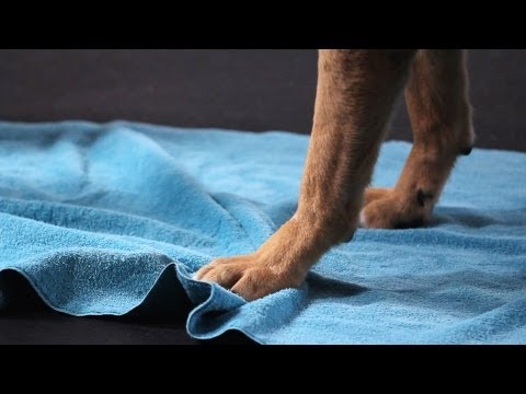 teach-your-dog-to-wipe-his-feet,-part-1-|-dog-tricks