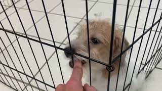 Adorable pups at The Pet Zone 9/13/2023