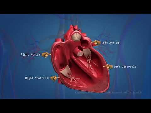 Сердце во всей красе! 3D  анимация работы сердца, со всеми механизмами работы, и кровообращения 1