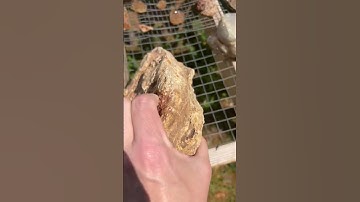 Crazy crinoid fossils in chert