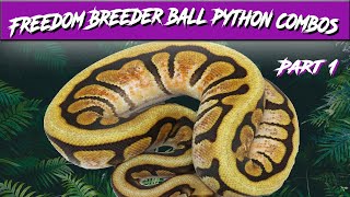 Freedom Breeder Ball Python Morph Combos Part 1 | Breeder's Spotlight | Jack's Reptiles