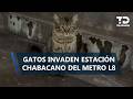 Entre transbordos y maullidos: gatitos se vuelven la atracción de Chabacano