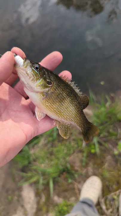 #dailyfeesh 83