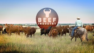 Beef Industry | Full Measure
