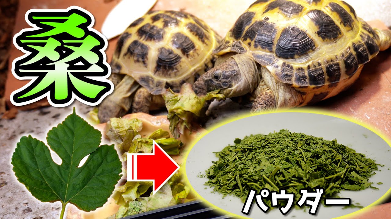 桑 クワ マルベリー 大株 鉢植え リクガメエサ 『自家製クワの葉 桑 クワ マルベリー 大株 鉢植え リクガメエサ 『自家製クワの葉