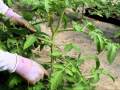 How to String & Sucker Tomato Plants