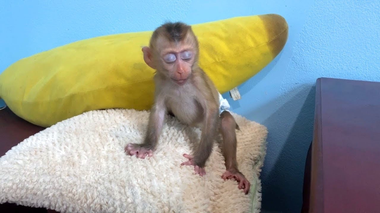 Drink For Drunk, Tourtour Drunk Milk Till Sit Sleep