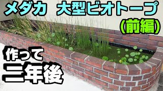 【前編】植物が育つ育つ！ メダカの大型ビオトープの２年後！＃メダカ＃ビオトープ