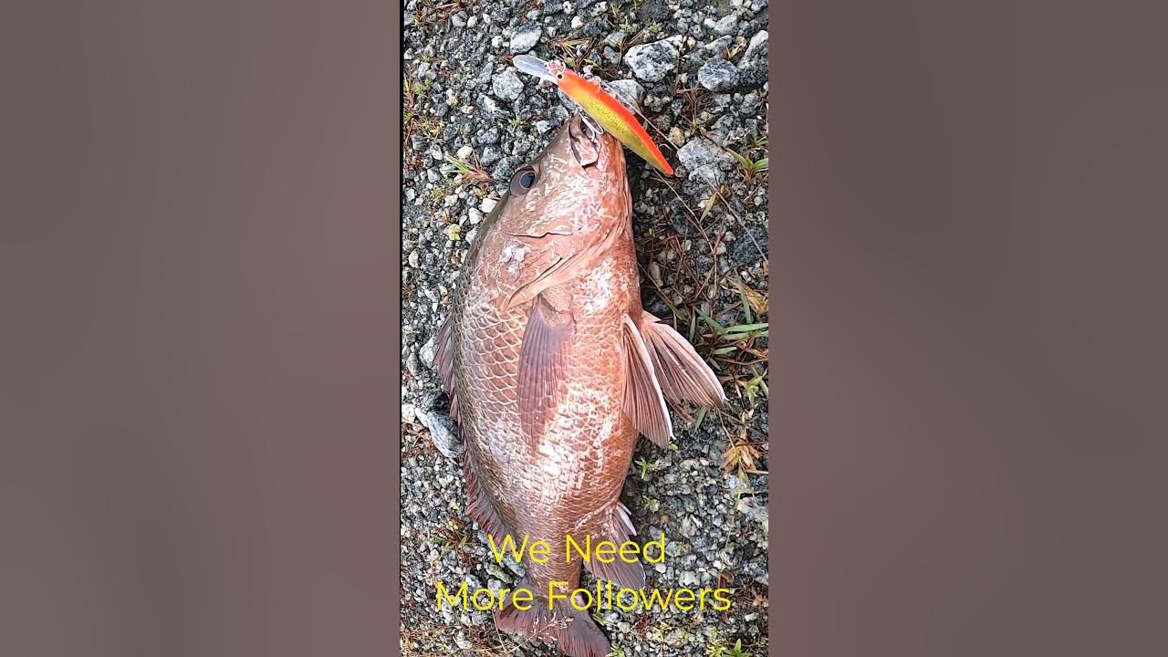 First Catch In Shadowrap Kora Fishing Kerala Fishing Fishing first-catch-in-shadowrap-kora-fishing-kerala-fishing-fishing