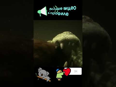 Крокодил съел кенгуру #nationalgeographic #кино #вмиреживотных #snake #тикток #nationalgeographics