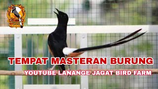 MASTERAN MURAI BATU ❗❗ SUPER LENGKAP ❗