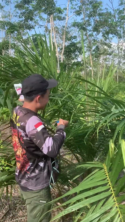 Pengobatan busuk pucuk mengunakn furadan #sawit #petanisawit #petani #petanimuda