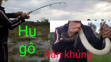 Câu cá lóc.hành trình đi săn cá lóc khủng mùa khô.tập1.Nguyễn phương fhishing