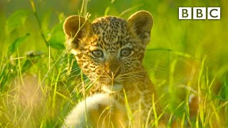 Leopard cubs learn how to escape a hyena! 🐆 Serengeti II - BBC