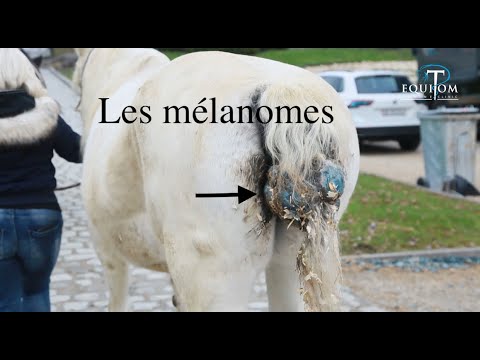 Vidéo: Infection Cutanée (ébullition) Chez Les Chevaux