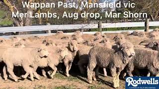 Wappan Past, Mer lambs 