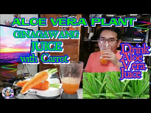 Aloe Vera Ginagawang Juice Maraming Benepisyo sa Kalusugan l Noi Kwento