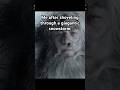 Me after shoveling through a giagantic snowstorm #shorts #funny #movies #lordoftherings #snowstorm