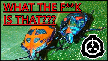 SCP 006 J - NO TIME TO MAKE A GOOD TITLE, RUN