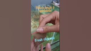 Pakan ikan hias kecil fengli   spirulina untuk ikan Guppy, molly, cupang, plati, koky dll