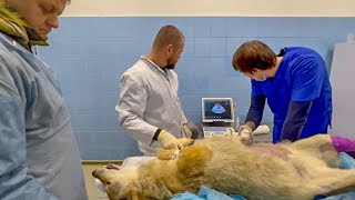Херсонская волчица просто лежала и терпела, давая возможность Крымским врачам ЗАКОНЧИТЬ ОБСЛЕДОВАНИЕ