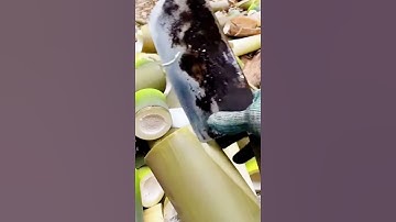 cool technique for cutting young bamboo during harvest #shorts