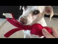 Dog Training: Putting Toys Away (Step 1 - Holding toy)