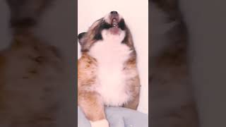 puppy sounding #shorts #shortvideo #shortsviral #puppy #cute #dog #pets #pug #viral