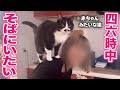 片時も離れたくない甘えん坊猫がとる行動がいちいち赤ちゃんっぽくて可愛すぎて困ってます！