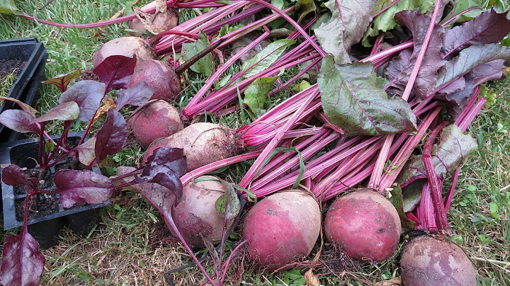 Overview of Using Beet Transplants: Save Time - Ty...