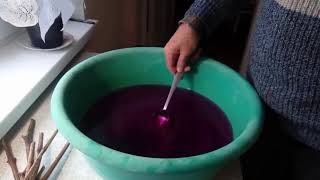 Обработка черенков винограда от болезней марганцовкой, и замачивание их в воде