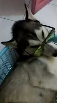 Anjing husky terkeren sedunia