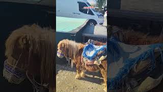 Maşallah Develer Resimi