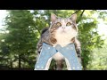 脚立で新緑を楽しむねこ。-Maru&Hana enjoy the fresh green on a stepladder.-