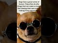 Does this happen to your dog let me know in the comments  shorts dogs