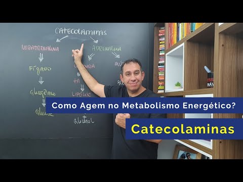 Como Agem as Catecolaminas no Metabolismo Energético?