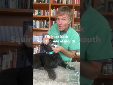 Dog Poisoned How To Induce Vomiting Poison Vomiting Emergency Veterinarysecrets Homeremedies