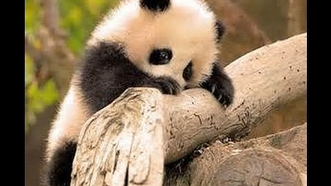 Cute Baby Panda Cubs Trying to a Climb Tree