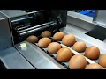 Egg Grader | Riva Selegg E6 with Electronic Scales