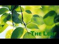 🍃 The Leaf Explained | Class 11 Biology | Morphology of Flowering Plants | NEET 2026