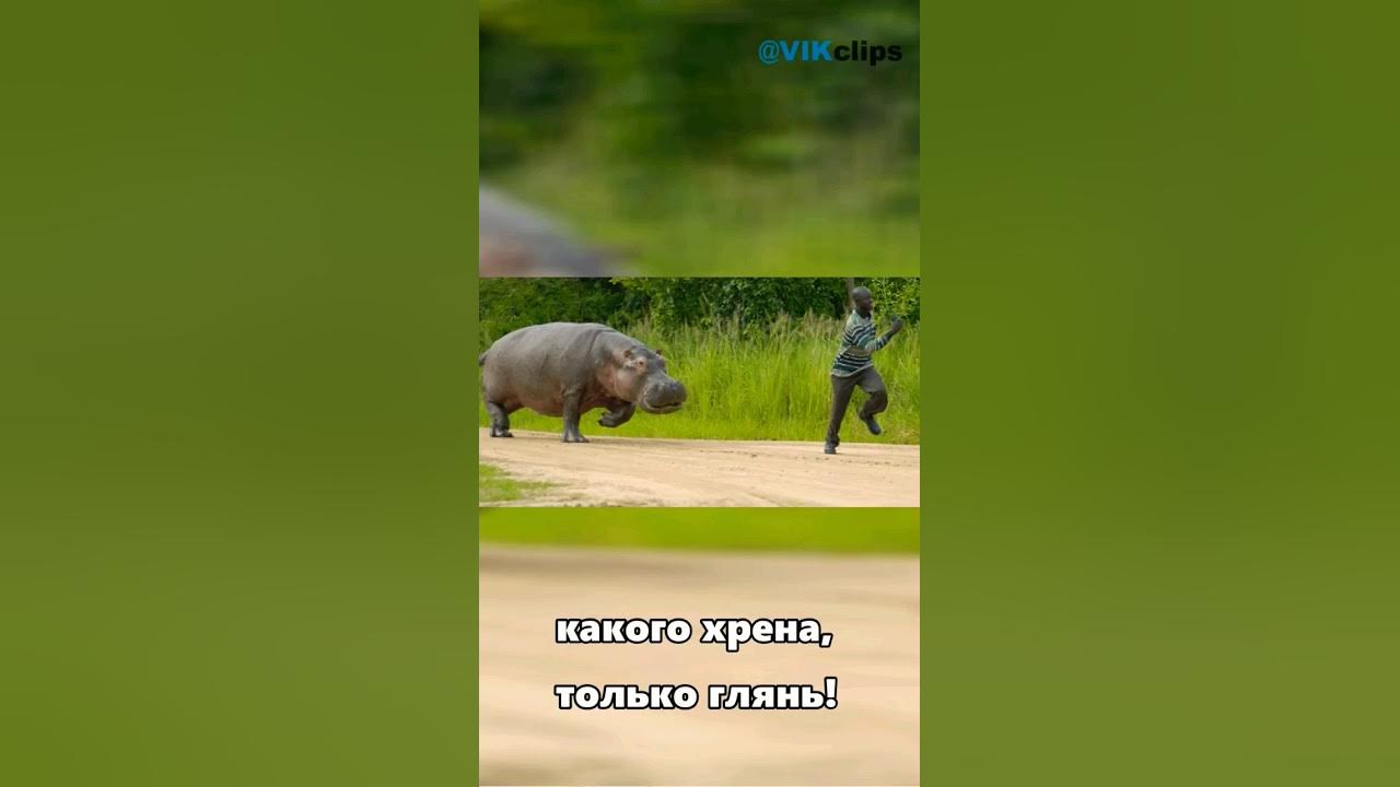 Песня видео бегемот. Бегемот бежит мем. бегемот бежит за человеком. скорость бегемота. скорость гиппопотама.