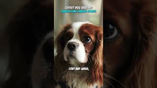 Cavalier King Charles Spaniel | Most Cutest Dog Breeds #Shorts #dog #doglover #Cutedogs