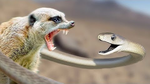 Black mamba vs mongoose! Fight to the death!