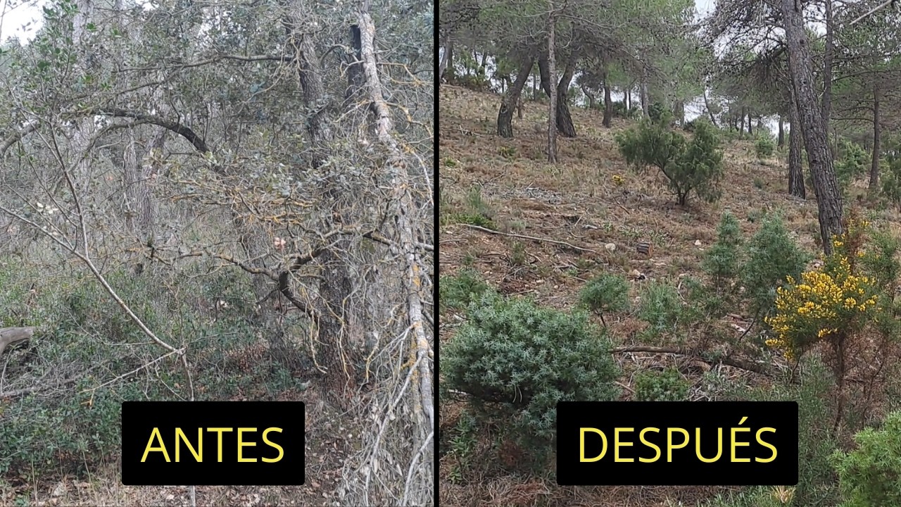 Gestión del BOSQUE mediterráneo para PREVENIR INCENDIOS.